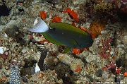 Acanthurus thompsoni Chirurgien noir a queue blanche-Maldives Five rocks-10m-20240425-da-DSC_6778_tn